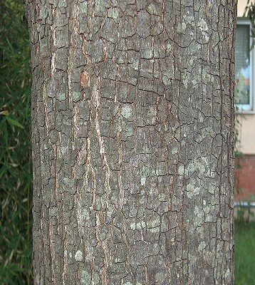 Quercus ilex.