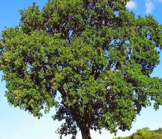 Quercus incana Roxb