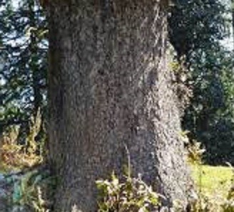 Quercus semicarpifolia Sm