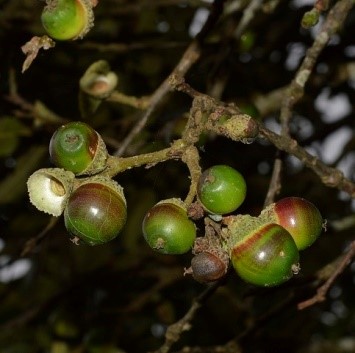 Quercus semicarpifolia Sm