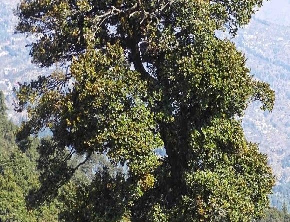 Quercus semicarpifolia Sm.