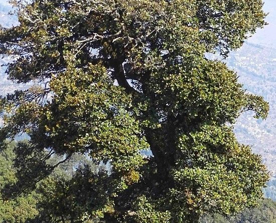 Quercus semicarpifolia