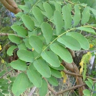 Robinia pseudoacacia Linn.