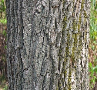Salix acmophylla Boiss.