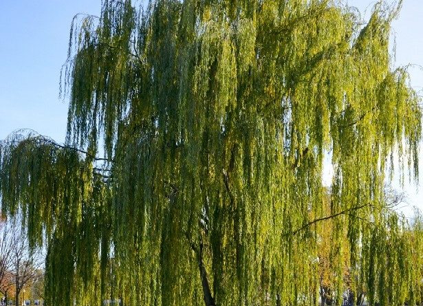 Salix babilonica Oinn.