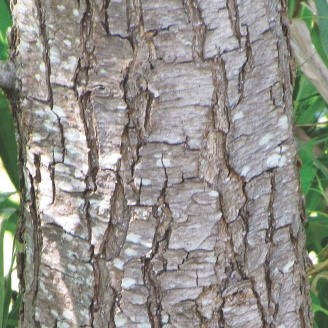 Salix tetrasperma Roxb.