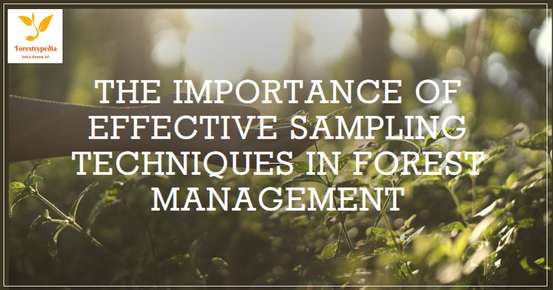 The Importance of Effective Sampling Techniques in Forest Management - allpaknotifications