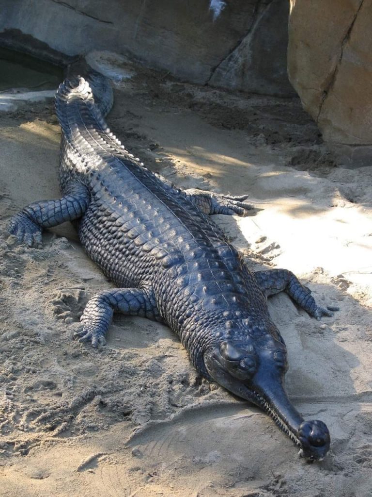 Fish-eating Crocodiles