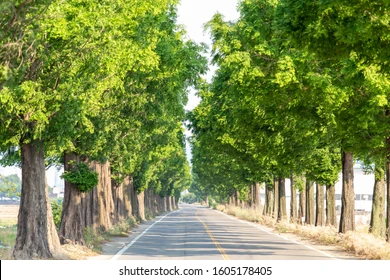 road side plantation