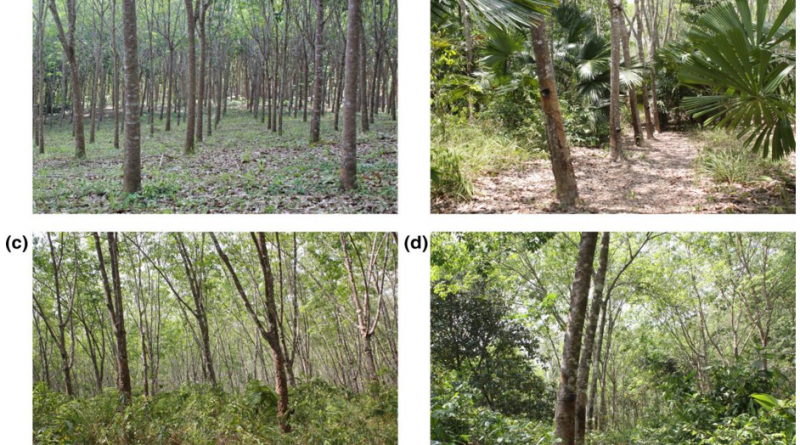 Identification of Tropical and Semitropical Agroforestry - forestrypedia.com