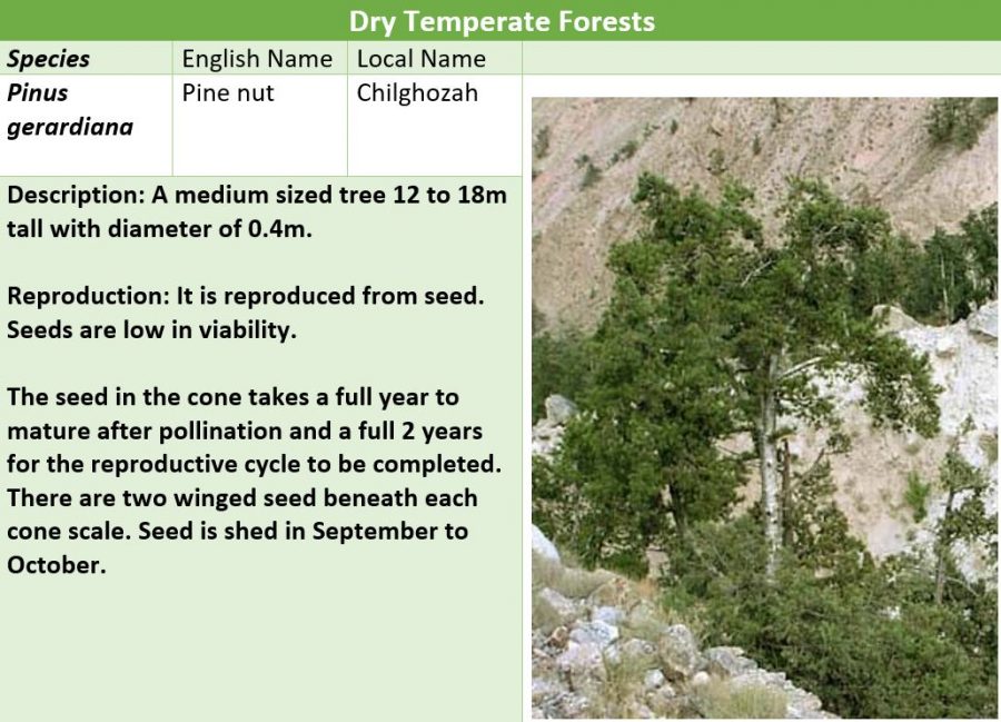 Forest Types of Balochistan (pdf Download)