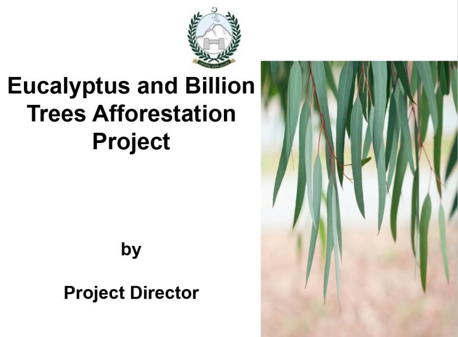 Eucalyptus and Billion Trees Afforestation Project