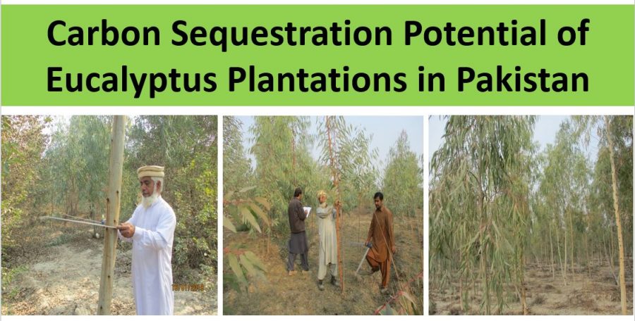 Carbon Sequestration Potential of Eucalyptus