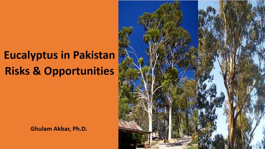 Eucalyptus in Pakistan Risks and Opportunities