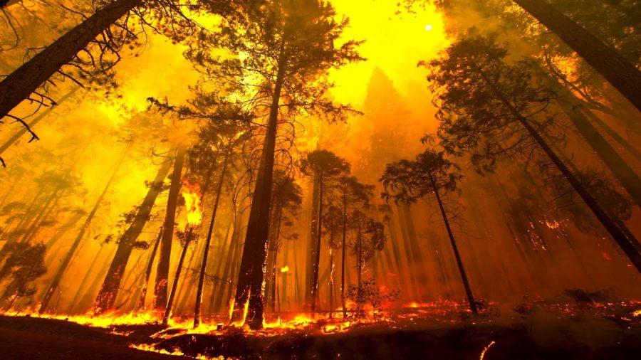 Forest Fires - Causes, Types, Effects and Factors